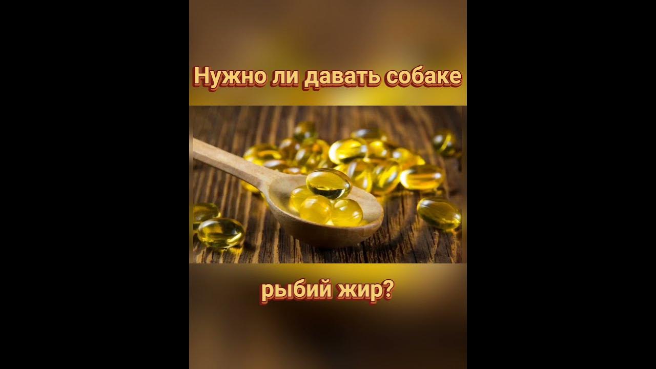 Можно давать щенку жир. Рыбий жир собакам дозировка.