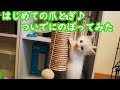 はじめての爪とぎ？をする猫　～豆大福9話目～