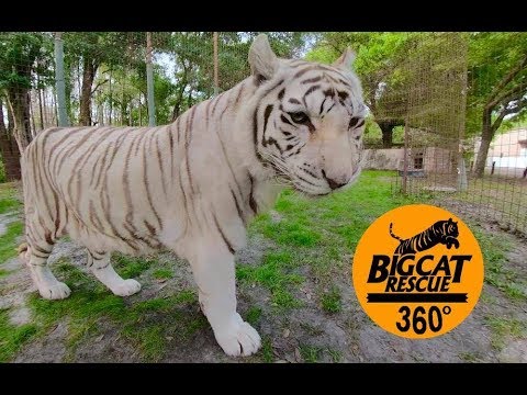 big cat rescue white tiger