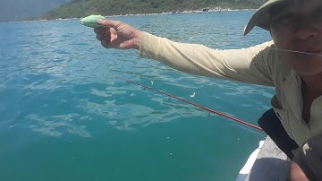 Giới thiệu môm câu cá dổi đơn giản nhưng cực kỳ hiệu quả :