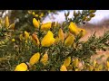 RSPB Middleton Nature Reserve, Tamword Part 02