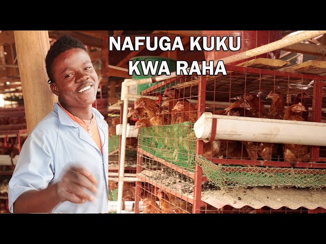 UFUGAJI WA KUKU KWA KUTUMIA VICHANJA (LOCAL CAGES ) class=