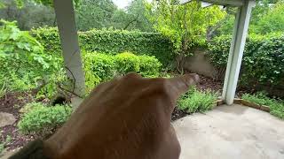 Suncrest Landscape Inc, Folsom, front yard backyard landscape project ￼