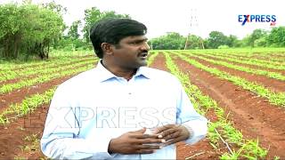 Successful Ginger Farming by Nageswar Reddy, Zahirabad | Paadi Pantalu - Express TV