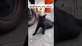 اشهر مقاطع مضحكة عن الحيوانات الذكية #shorts #shortvideo #youtubeshorts #اضحك #اضحك_من_قلبك