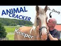 ABUSED & SCARRED DRAFT HORSE ~ GETS EMOTIONAL SESSION with THE ANIMAL CRACKER!