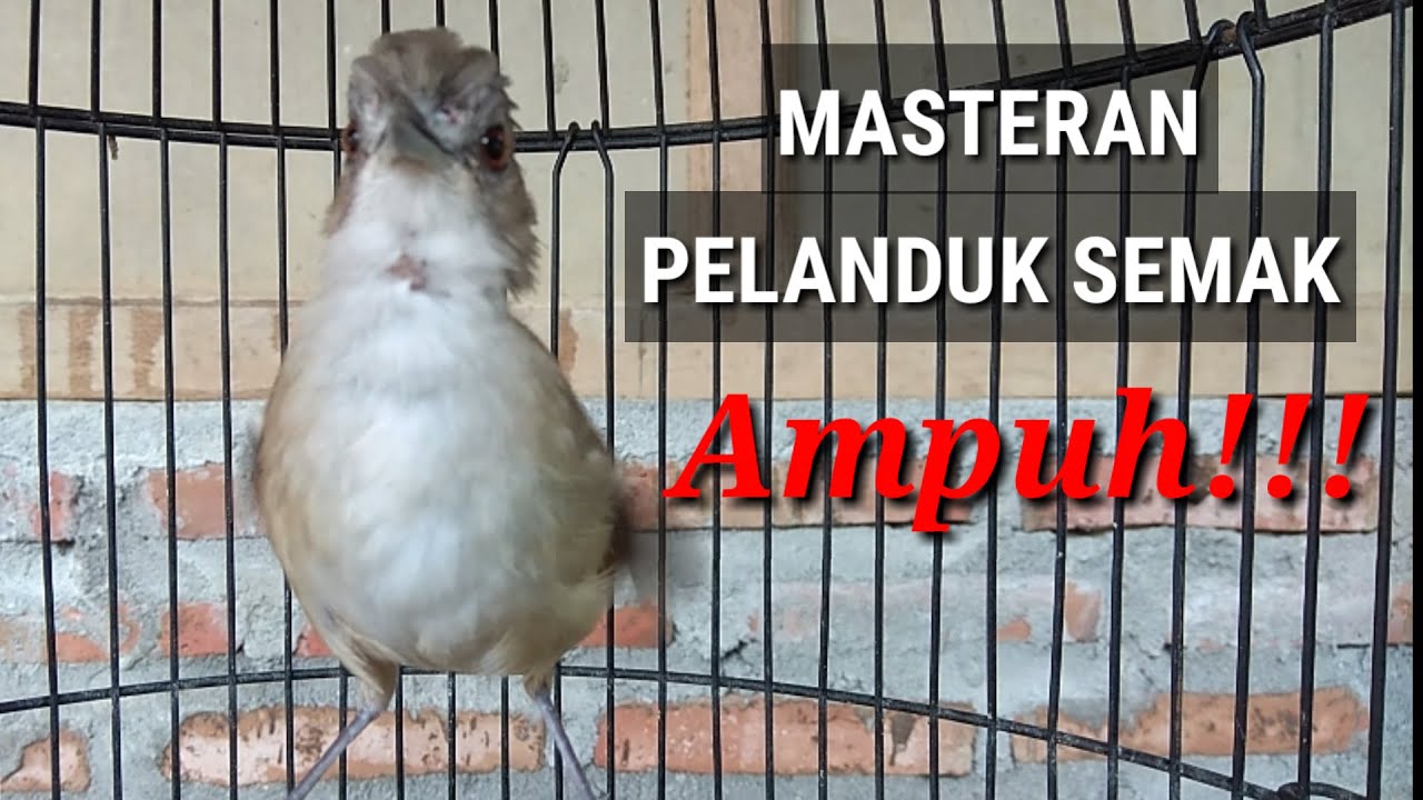 Masteran pelanduk semak. 