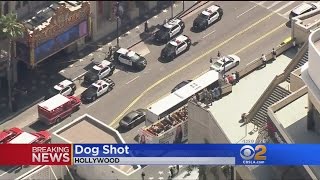 Off-Duty Police Officer Shoots Dog In Hollywood