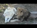 Львица забрала от Гека мясо) Малыш на страже! The lioness took the meat from Huck) Kid on guard!