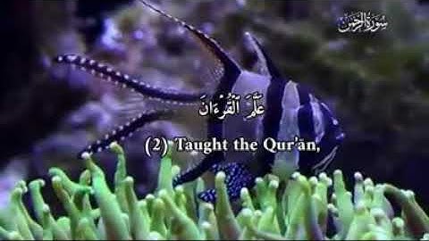سوره الرحمن جمعه مباركه على الجميع