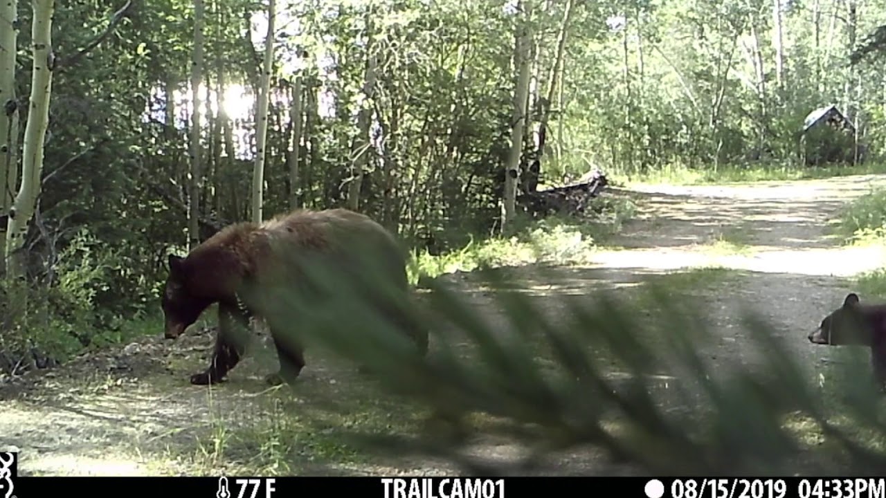 Haggered old mama bear with two cubs - YouTube