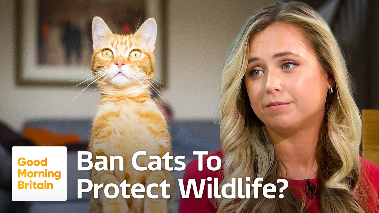 Report Suggests Banning Cats to Ban Cats to Protect Wildlife