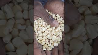 Maize sample at Factory