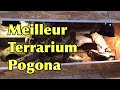 Pogona henrylawsoni  le meilleur terrarium