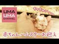 赤ちゃんハムスターをお迎えしました！【うまる＆こまる#36】Got a baby hamster