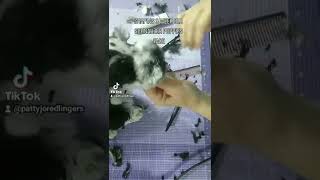 teddy bear cut on a 9-week-old miniature schnauzer