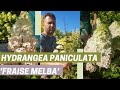 Bugás hortenzia - Hydrangea paniculata 'Fraise Melba' | A FOLYAMATOSAN VIRÁGZÓ cserje