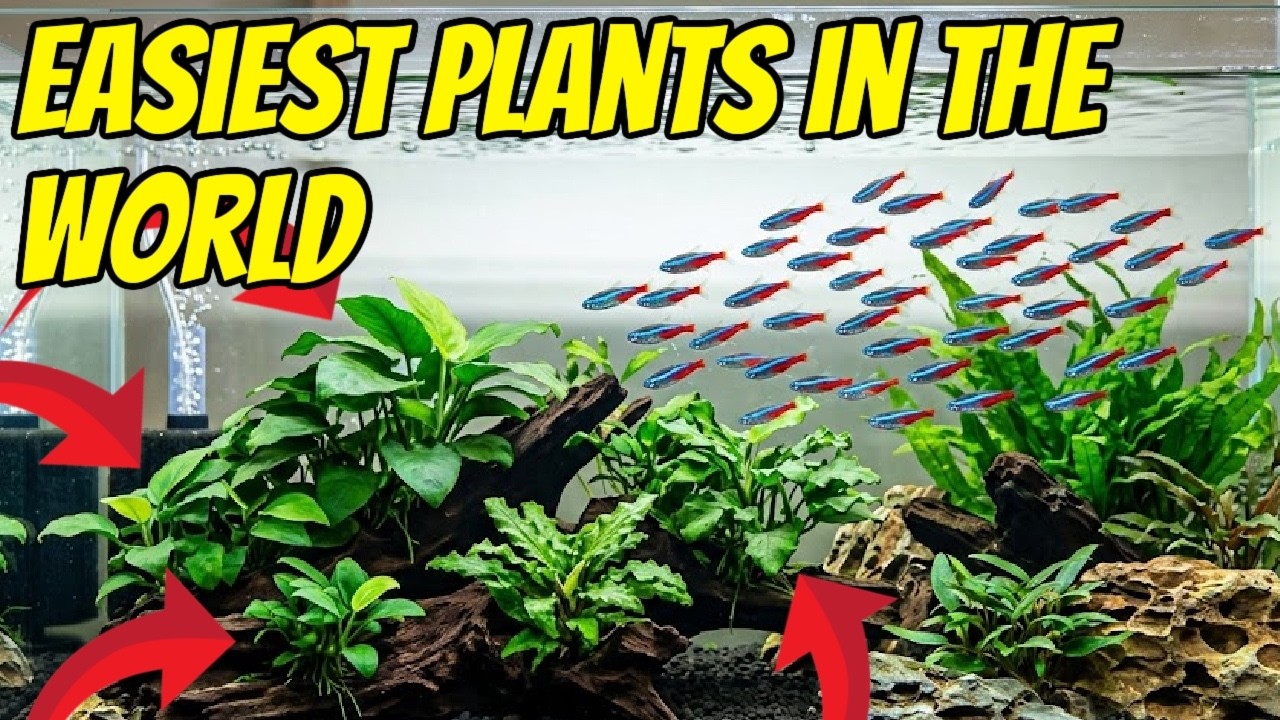 Proper Anubias Planting Method
