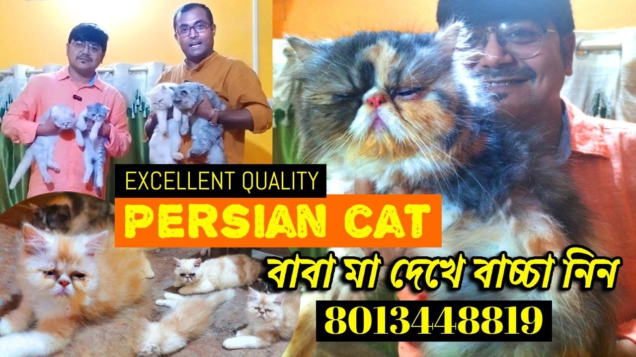 Persian cat persian cat price in kolkata high quality persian cat