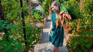 Huge August Harvest from a Canadian Garden (sowing seeds for fall)