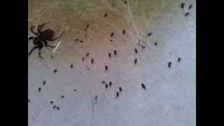 Mummy House Spider and Spiderlings