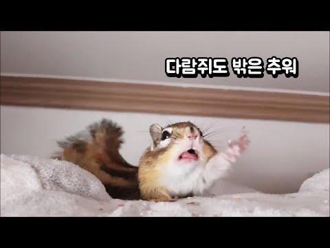 다람쥐도 밖은 추워