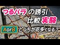 つるバラの誘引・比較実験【AとBでどっちが花多くなる？】
