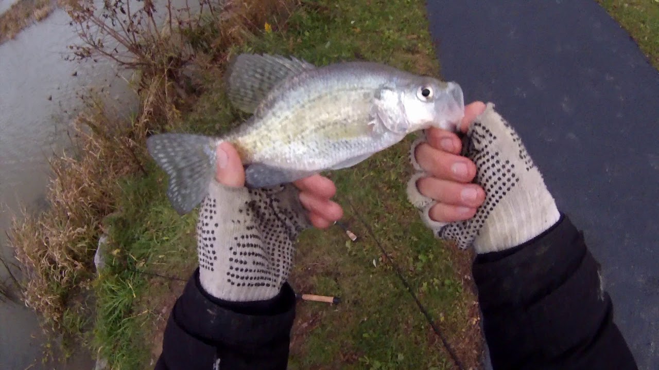 Multi-species bait-fishing at the local ponds! 