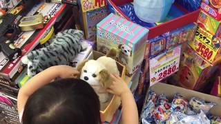 体験コーナー ドン キホーテ ぬいぐるみ 宙返り バク転 犬のおもちゃ くるりんわんちゃん 編 Children S Toys Somersault Dogs いちごキッズちゃんねる Youtube 体験コーナー ドン キホーテ ぬいぐるみ 宙返り バク転 犬のおもちゃ くるりんわんちゃん 編 Children S Toys Somersault Dogs いちごキッズちゃんねる Youtube