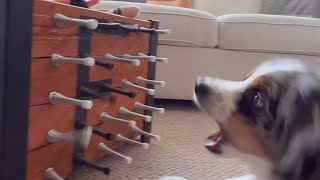 Owner Creates Toy for Dog Using Door Stoppers