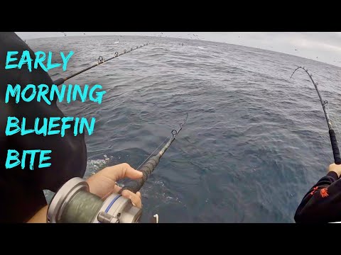 Plunker Bluefin Bite Ft. @BenjieKimFishing | 2.5 Day Highliner