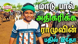 ராமு  மாடு பால் அதிகம் கறக்க தீவனம் முறை ரொம்ப முக்கியம் #vivasayaarvalargal #erode #cows #ramu