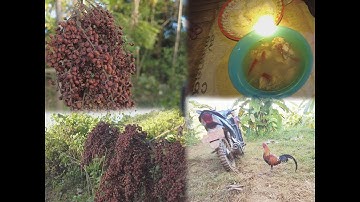 to hunt wild chickens and eat sour plums