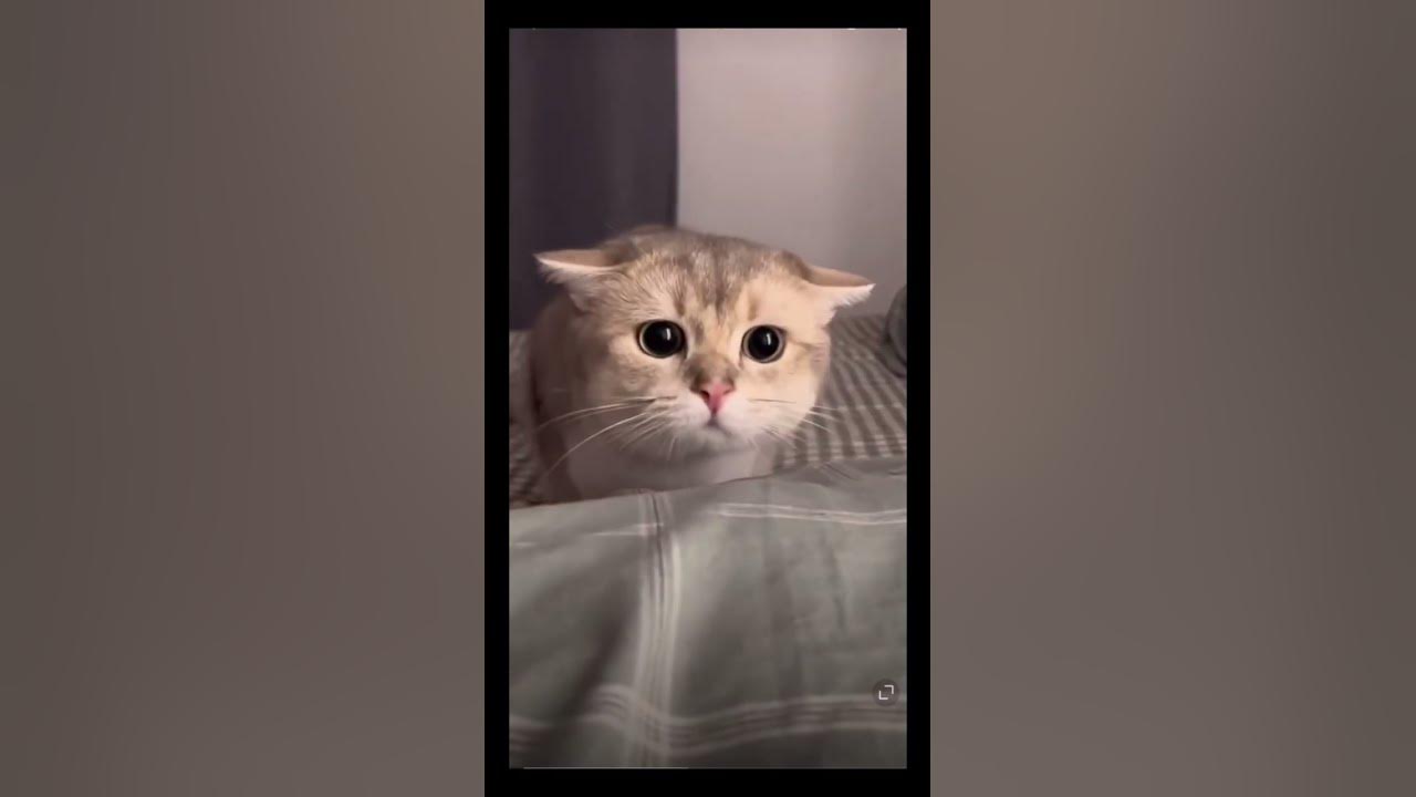 What do kittens look like when they are cute?😘😘kitten funny animals