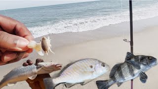 Surf Fishing Kure Beach NC/ Best Surf Fishing Bait?! (Sand Fleas and Shrimp) 