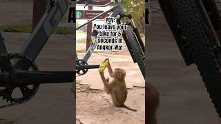 A monkey decided to do some work on our bike in Cambodia’s Angkor Wat