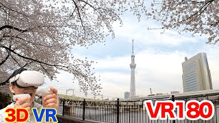 [VR180] VR Cherry Blossom Viewing in Sumida River TOKYO / 3D video in VR180 format