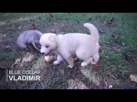 Wooly Coat White Siberian Husky Puppy Husky Palace