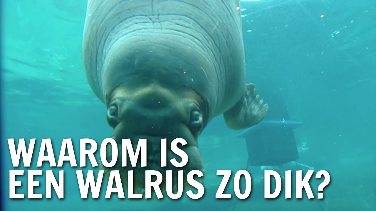 Waarom is een walrus zo dik? | De Buitendienst rundfunkbeitrag nicht zahlen