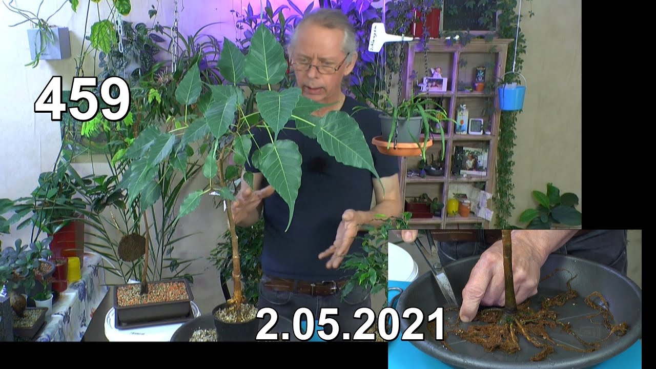 efeu im glas Hedera helix