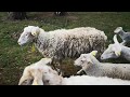 стрижка овец стоя вручную , ландрасы