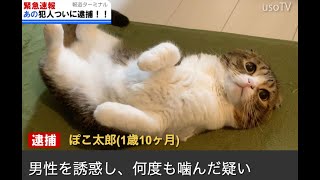 神回！リモートワークのおっさんを噛みまくった猫