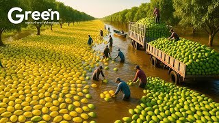 How Millions Tons of Mangoes Are Processed - Amazing Mango Farming For Fresh & Juice Let's Dive In!