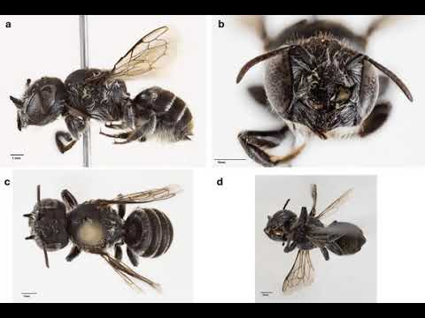 ‘Claws’ for Conservation: Nalezena nová australská včela spojená se vzácnou divokou květinou