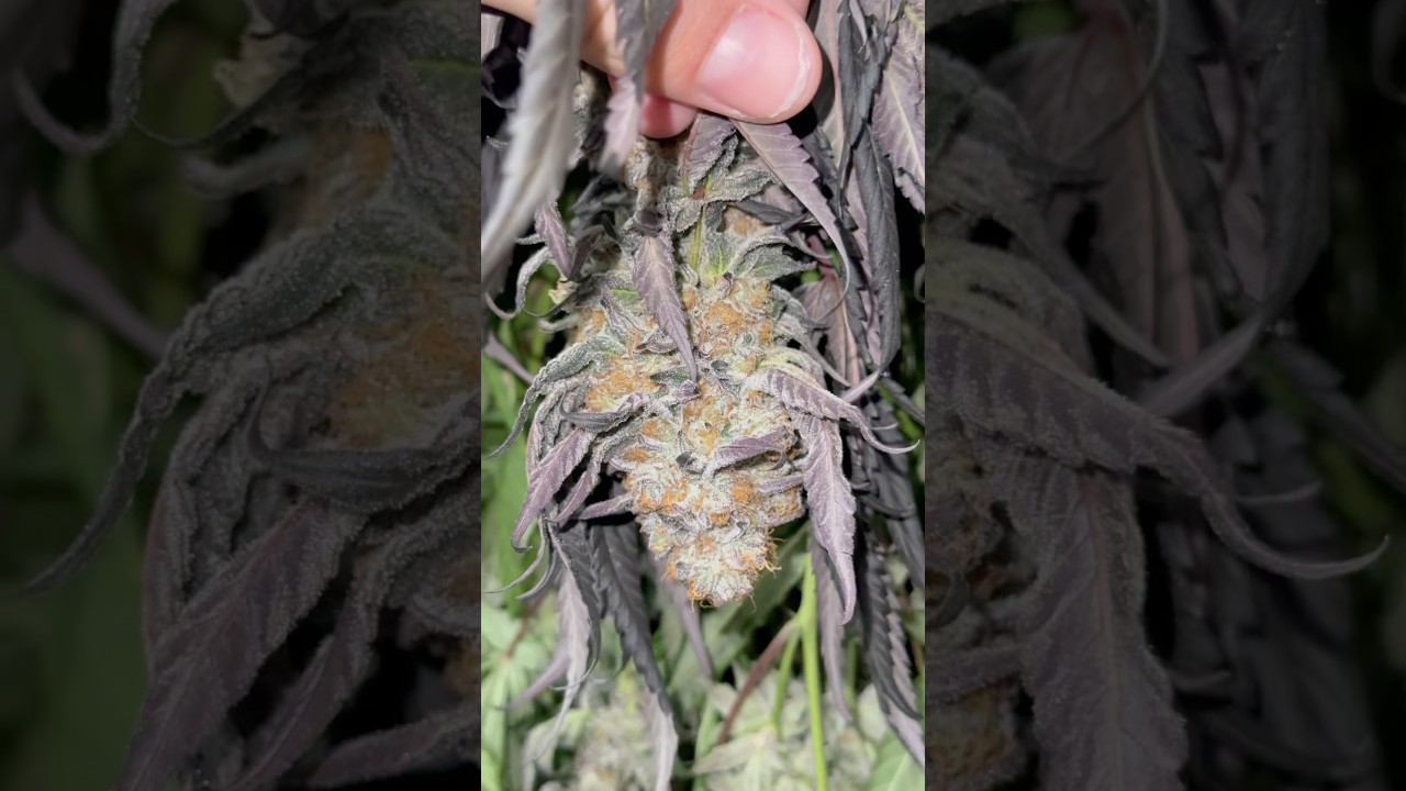 SLOW CURE 3K PLANTS. 60 degrees/60% humidity 14 days no exceptions…