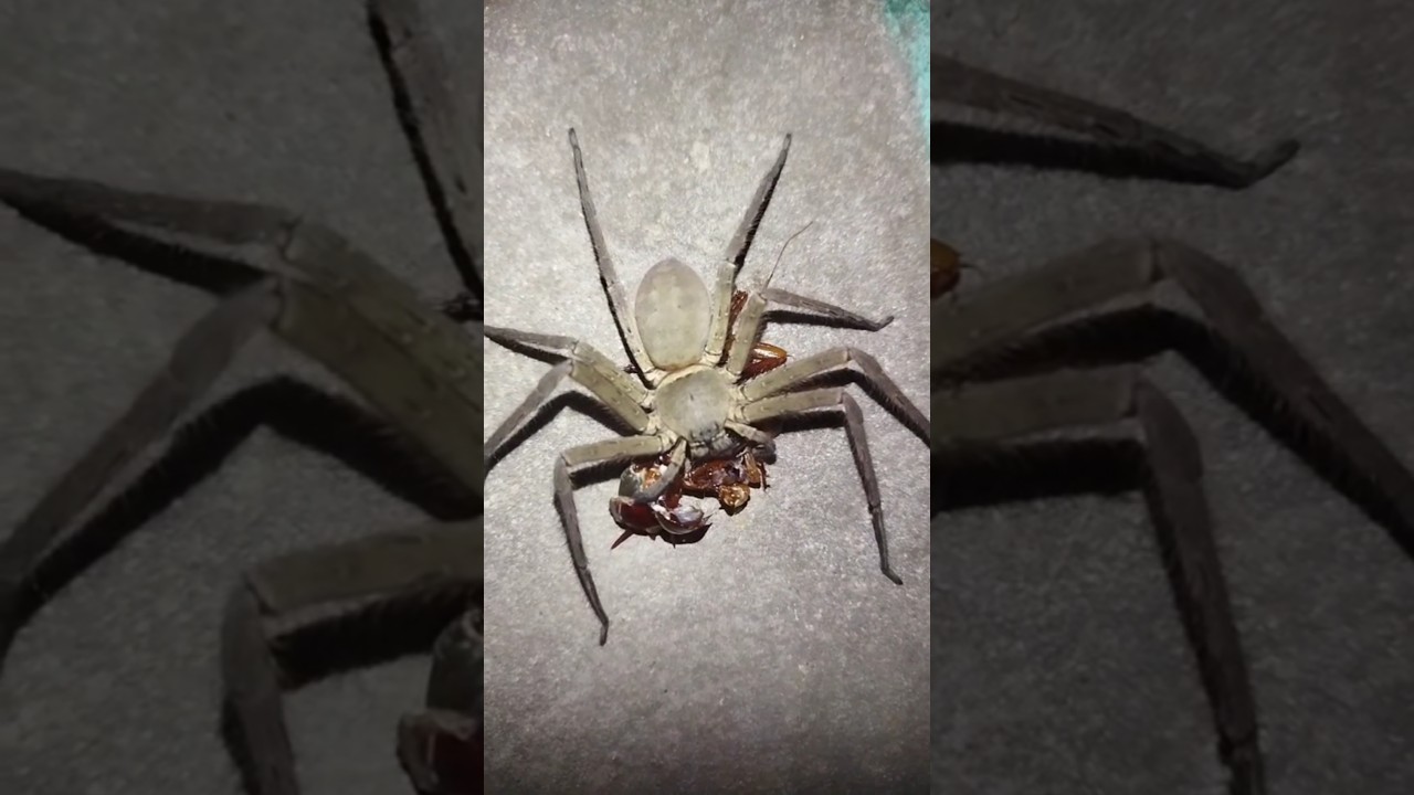 spider funny video | 