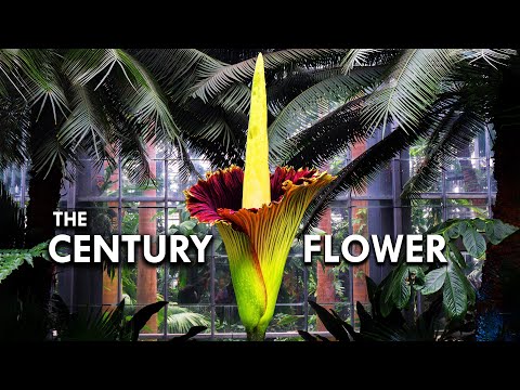 Video: Corpse flower - the largest in the world