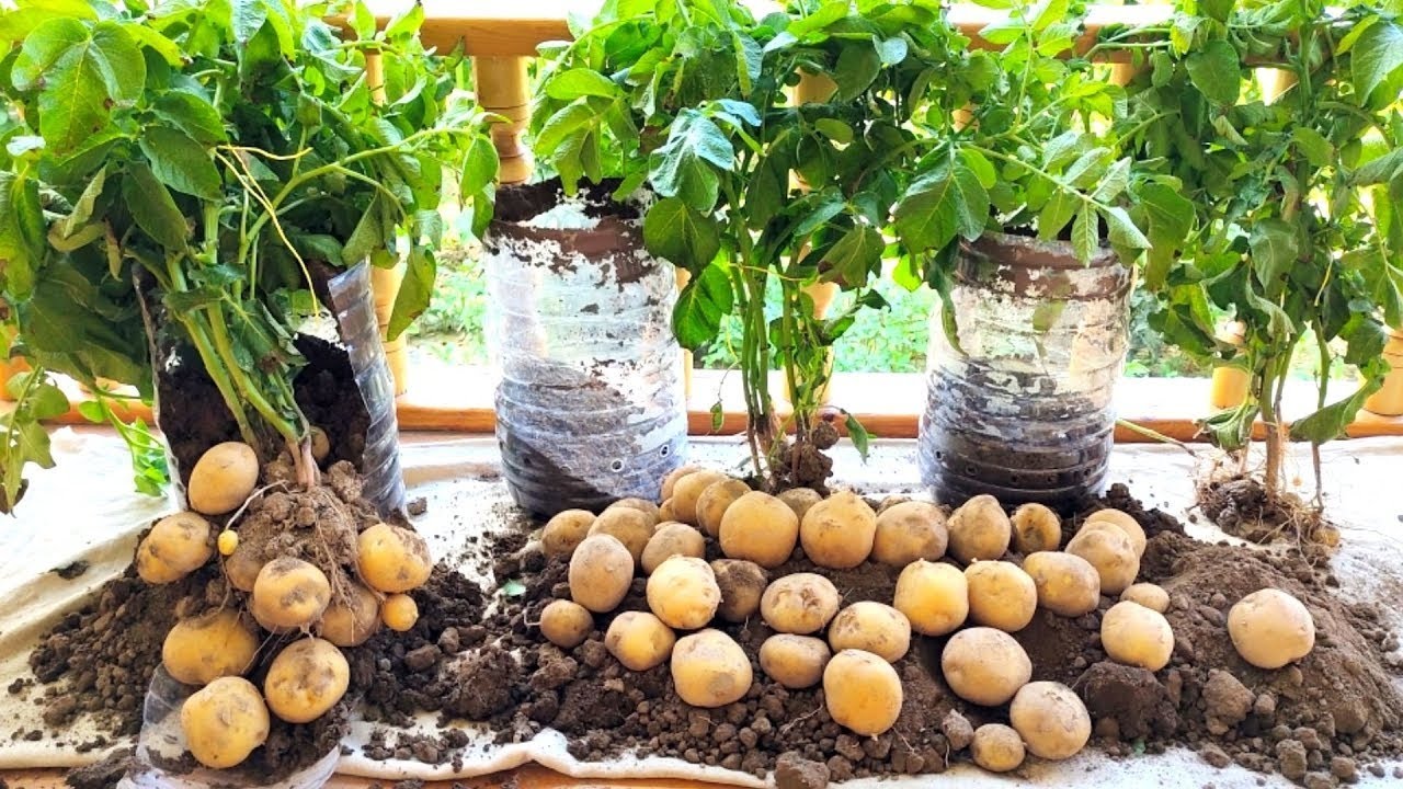 Growing potatoes for baking Now you can grow potatoes without land