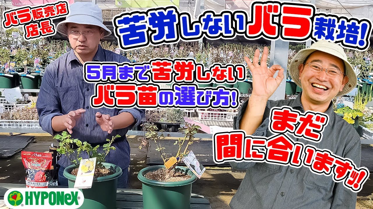 バラ販売店が教える】5月まで苦労知らず! 