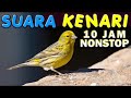 Suara masteran burung kenari 10 jam full album